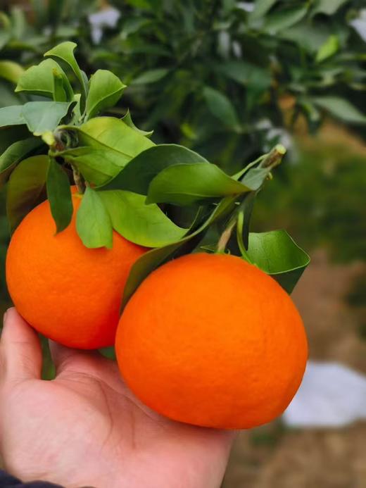 【严选】【晚冬趣果】正宗四川特产爱媛38号果冻橙新鲜水果甜柑橘橙子蜜桔 4.5斤/8斤 （厂家直发） 商品图0