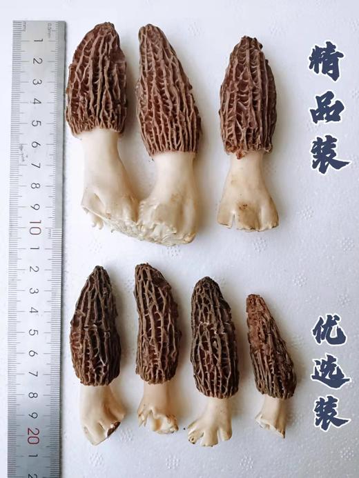 新鲜羊肚菌云南特产羊肚菌菇鲜货羊肝菌煲汤食材羊肚菇半野生菌菇 商品图7