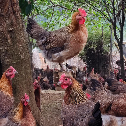 【年货节】散养土鸡_120天养殖龄 商品图4