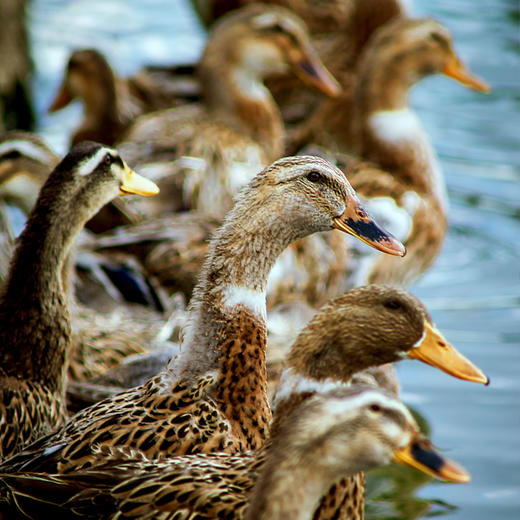 【年货节】桂柳老鸭 商品图1