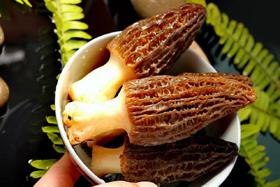 新鲜羊肚菌云南特产羊肚菌菇鲜货羊肝菌煲汤食材羊肚菇半野生菌菇