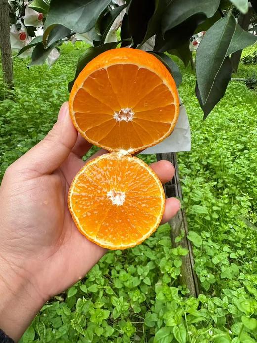 【严选】【晚冬趣果】正宗四川特产爱媛38号果冻橙新鲜水果甜柑橘橙子蜜桔 4.5斤/8斤 （厂家直发） 商品图1