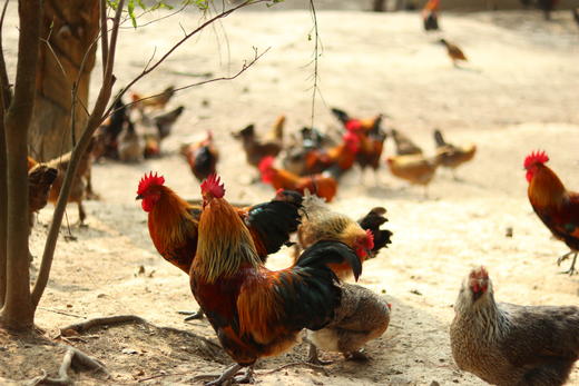 【年货节】散养土鸡_120天养殖龄 商品图3