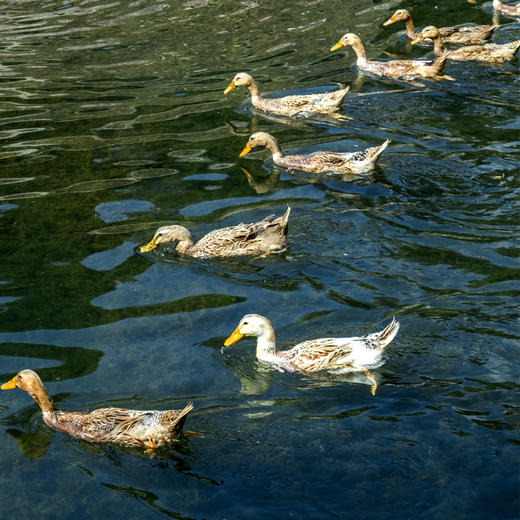 【年货节】桂柳老鸭 商品图3
