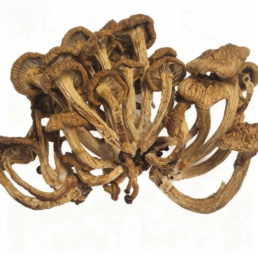 沈阳农业大学食用菌研究所&印象沈农联合出品 秋木耳、玉木耳、花香菇头、滑子蘑 商品图6