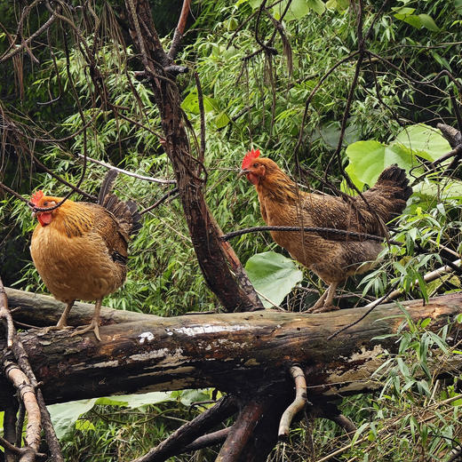 【年货节】高山放养土鸡_180天养殖龄 商品图2