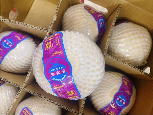 椰青2个 商品图1