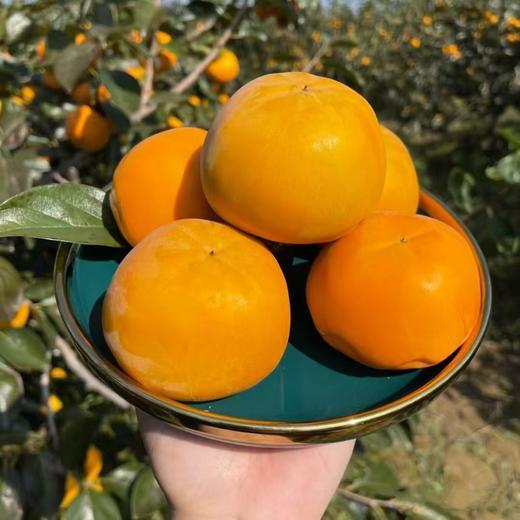 雪山贡柿-脆柿/500g-600gBN 商品图1