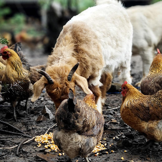 【年货节】高山放养土鸡_180天养殖龄 商品图4