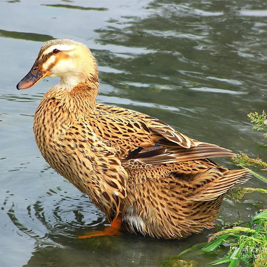 【年货节】桂柳老鸭 商品图4