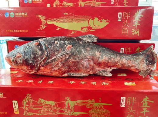 查干湖有机胖头鱼礼盒(10斤左右） 商品图0