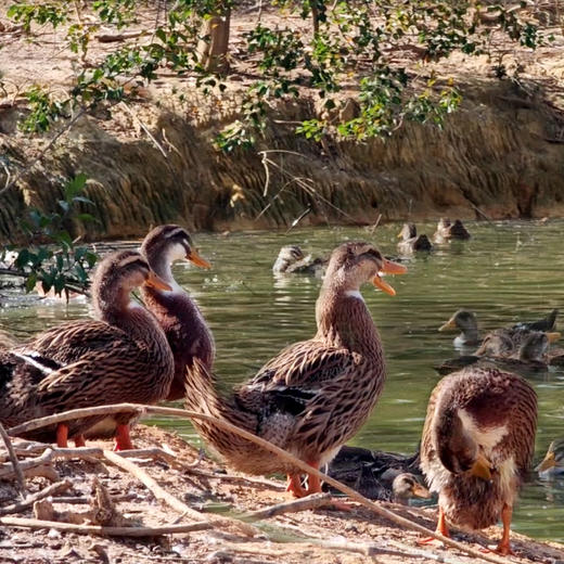 【年货节】桂柳土鸭 商品图1