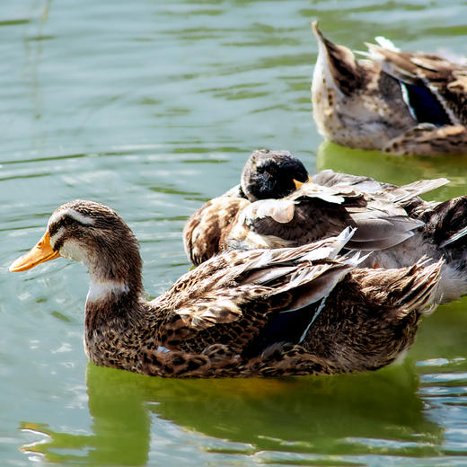 【年货节】桂柳老鸭 商品图2