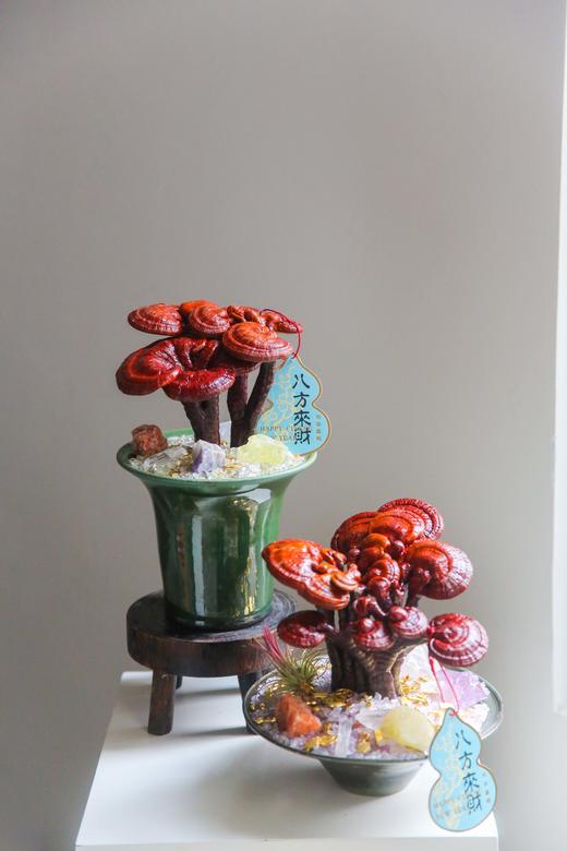 招财灵芝盆栽盆景 商品图8