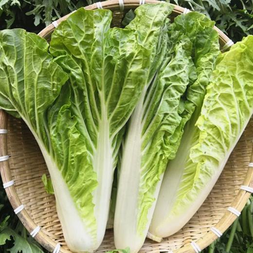 昆明天津白黄白 250g-300g  买放心菜就上瑞和泰 商品图0