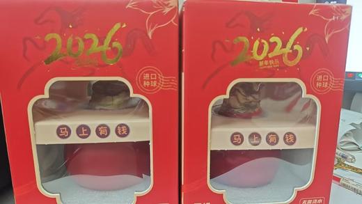 【喝空气生存】国产石蜡朱顶红 红球红花（2026年新包装）单棵 球径约30CM 商品图8