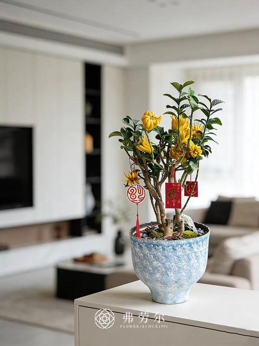 一马当先-金佛手9 商品图0