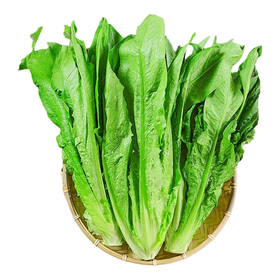 油麦菜 约250g-300g  买放心菜就上瑞和泰