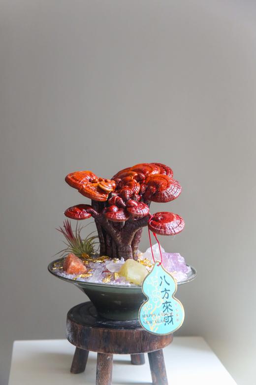 招财灵芝盆栽盆景 商品图9