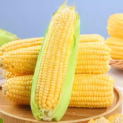 云南鲜甜玉米 约500g-550g  买放心菜就上瑞和泰 商品图1