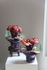 招财灵芝盆栽盆景 商品缩略图5