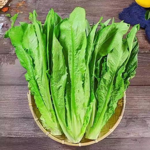 昆明精选油麦菜 约250g-300g  买放心菜就上瑞和泰 商品图0