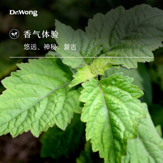 广藿香 单方精油 商品图1