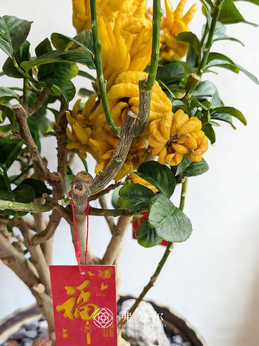 一马当先-金佛手9 商品图2