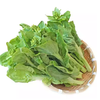 肥东菜苔 约250g-300g  买放心菜就上瑞和泰 商品缩略图0
