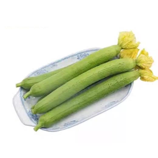 聊城精选丝瓜  约350g-400g 买放心菜就上瑞和泰 商品图1