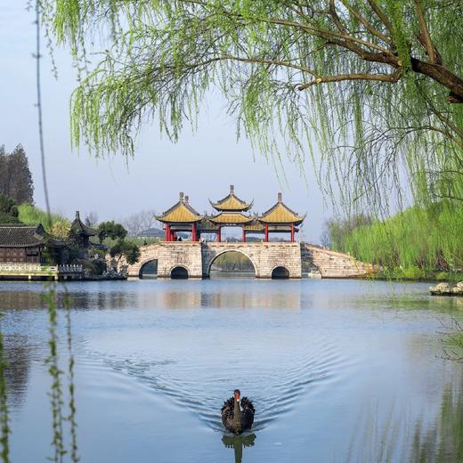 锦绣江南·寻春季（上海 苏州 杭州 南京 无锡）- 纯玩双飞6日游【邻居专团】 商品图5