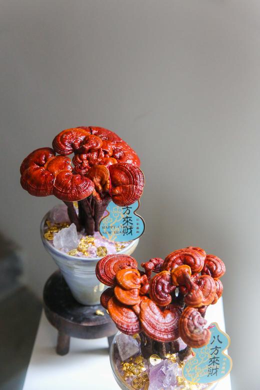 招财灵芝盆栽盆景 商品图2