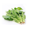 嫩嫩小菠菜 约250g-300g  买放心菜就上瑞和泰 商品缩略图0
