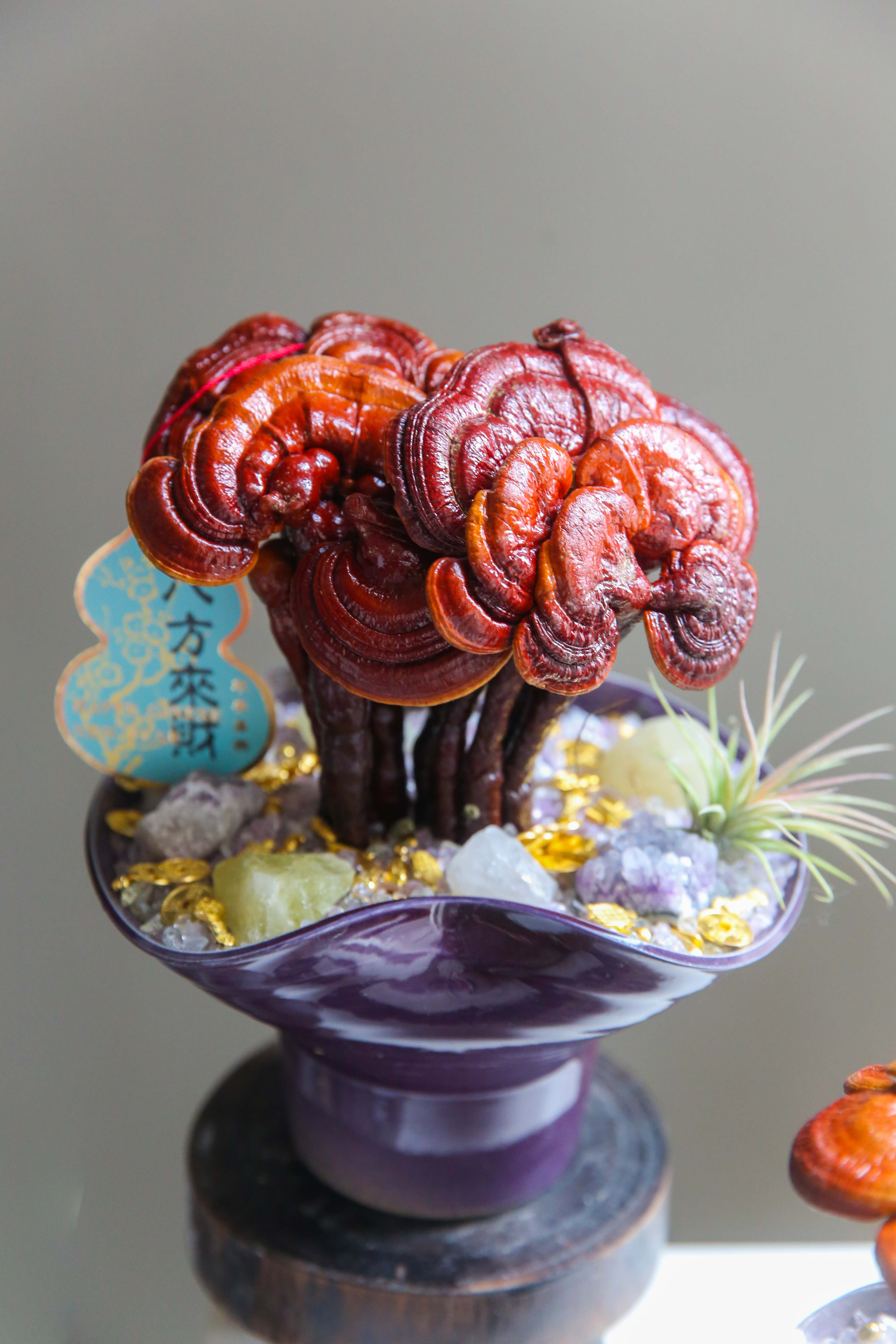 招财灵芝盆栽盆景