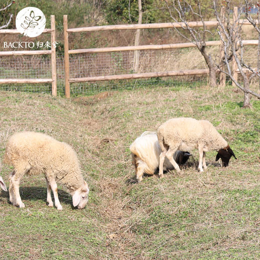 归来兮农场散养羊肉系列 冷冻发货 （多种规格可选） 江浙沪皖配送 商品图0