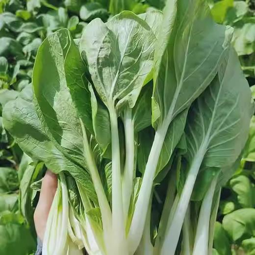 嫩嫩毛白菜苗 约250g-300g  买放心菜就上瑞和泰 商品图0