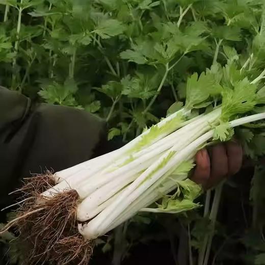 白芹 约350g-400g  买放心菜就上瑞和泰 商品图1