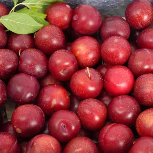 智利樱桃李-2.5kg 商品图2