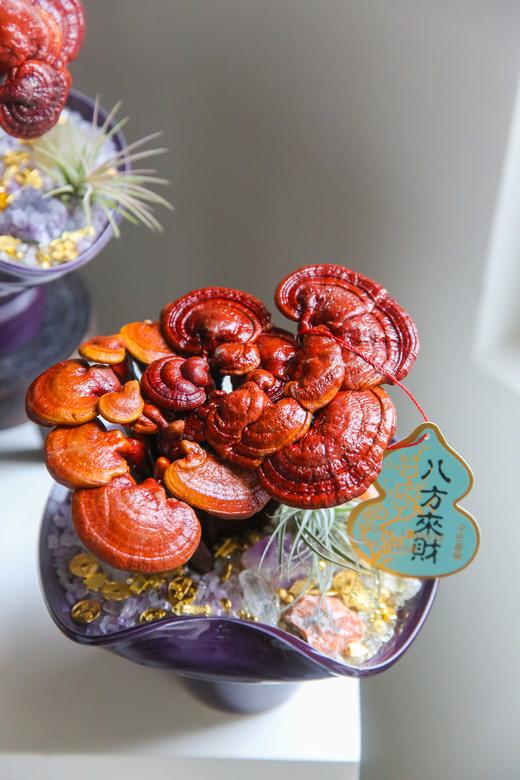 招财灵芝盆栽盆景 商品图4