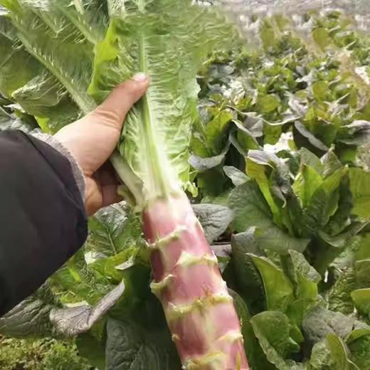 红皮莴笋 约700g-800g 买放心菜就上瑞和泰 商品图1