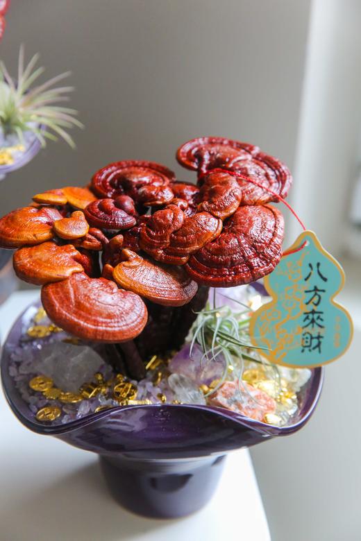 招财灵芝盆栽盆景 商品图1