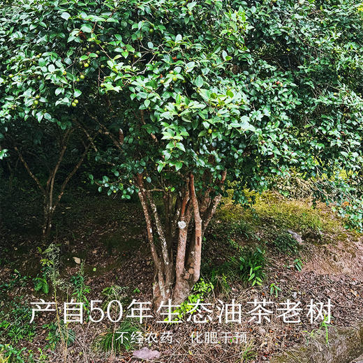 南食召 原香山茶油 商品图2