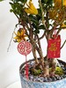 一马当先-金佛手9 商品缩略图1
