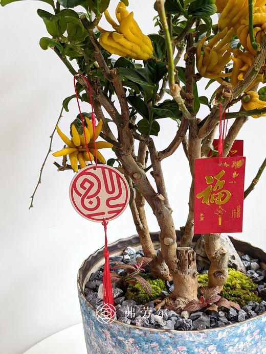 一马当先-金佛手9 商品图1