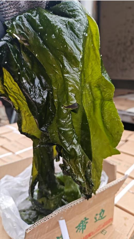 海带边3箱 商品图0