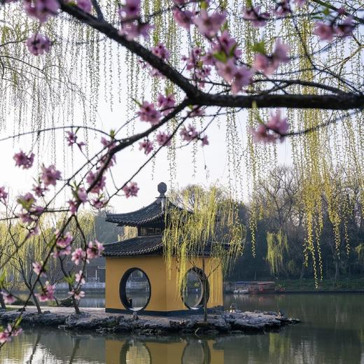 锦绣江南·寻春季（上海 苏州 杭州 南京 无锡）- 纯玩双飞6日游【邻居专团】 商品图1