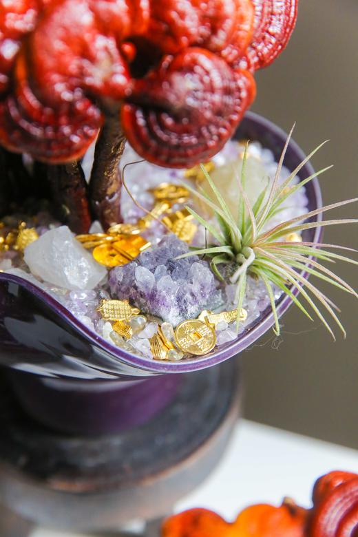 招财灵芝盆栽盆景 商品图6