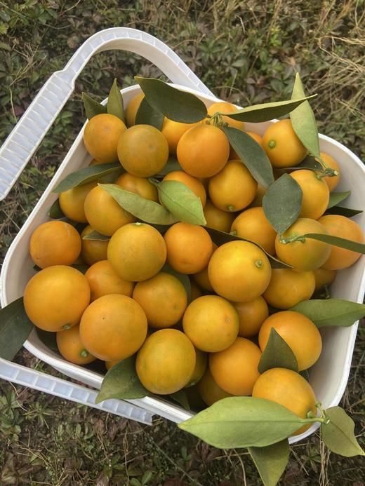 大凉山高山脆蜜金桔 - 甜脆爆汁家庭装/礼盒装【水果】ZY 商品图5