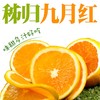 【春节下架】【助农】新溪源 秭归九月红脐橙净重9斤特大果 果径大于等于80mm 商品缩略图0