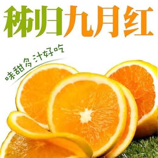 【春节下架】【助农】新溪源 秭归九月红脐橙净重9斤特大果 果径大于等于80mm 商品图0